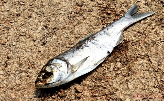 魚(yú)兒離不開(kāi)水